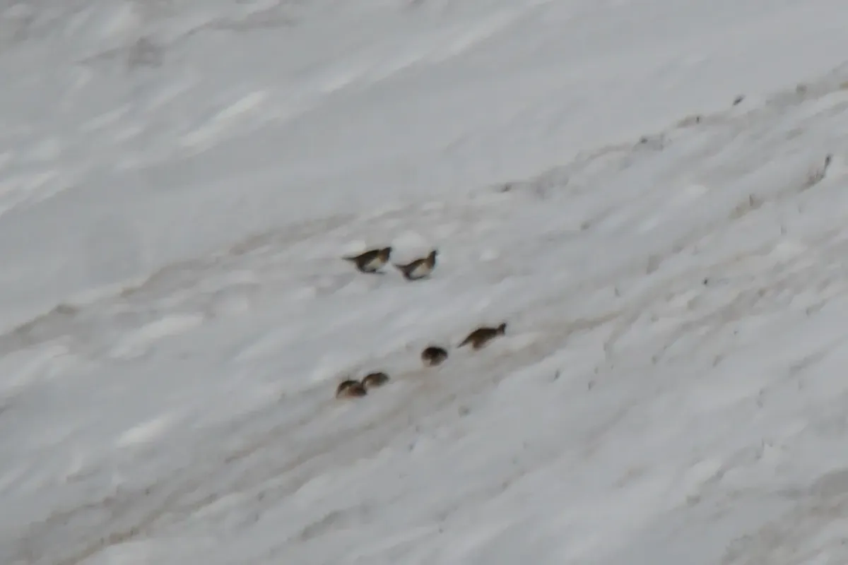 File:Tetraogallus altaicus - Andrew Bazdyrev - 335183633.jpeg