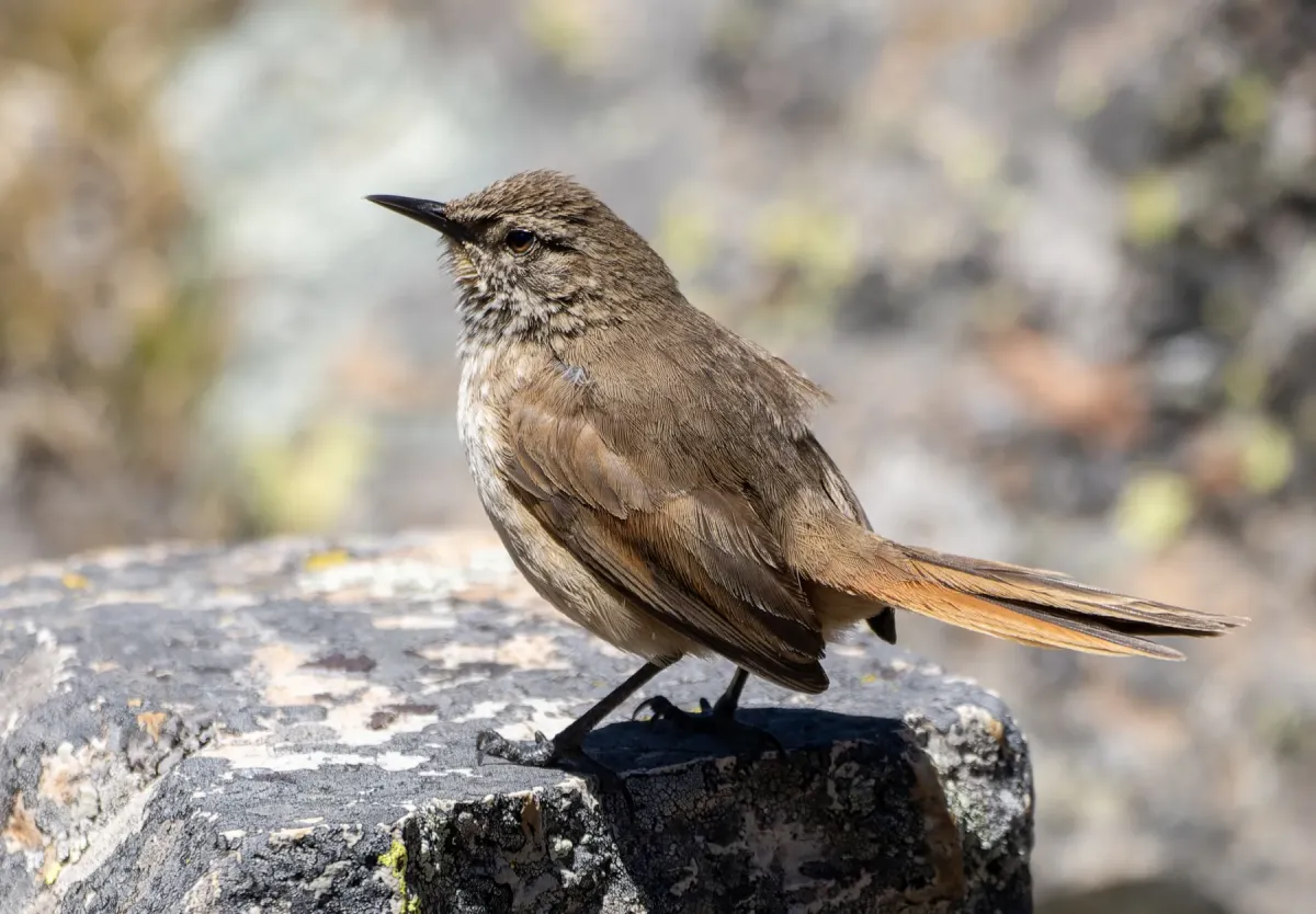 File:Asthenes modesta 586529486.jpg