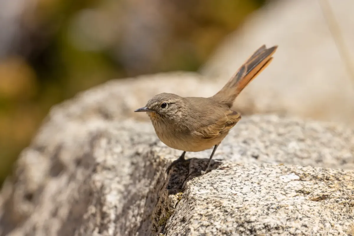 File:Asthenes modesta 499027748.jpg