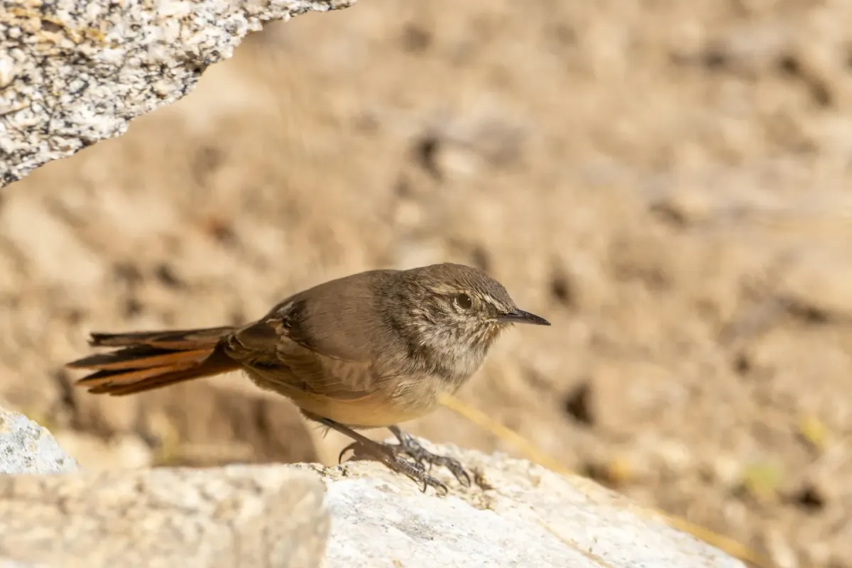 File:Asthenes modesta 499027773.jpg