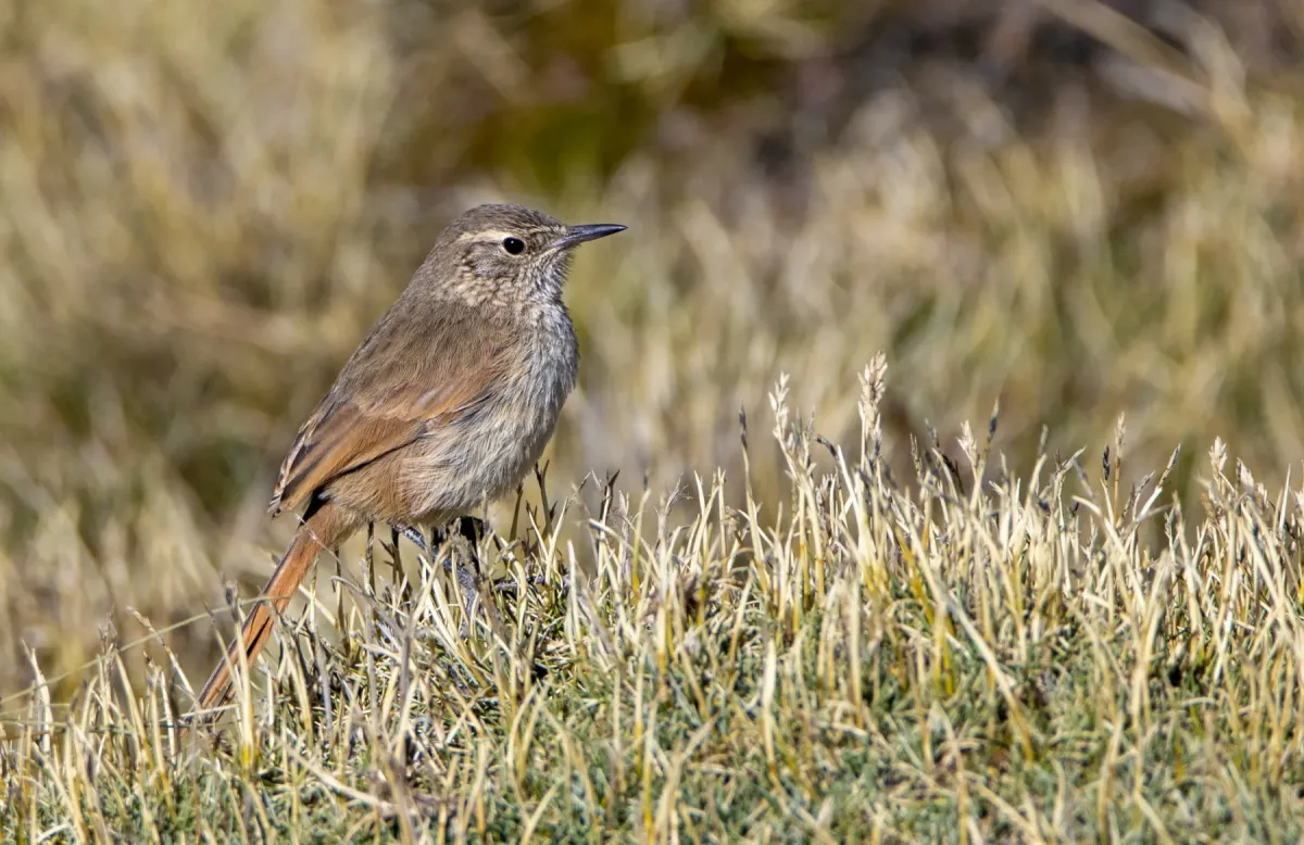 File:Asthenes modesta 198626667.jpg