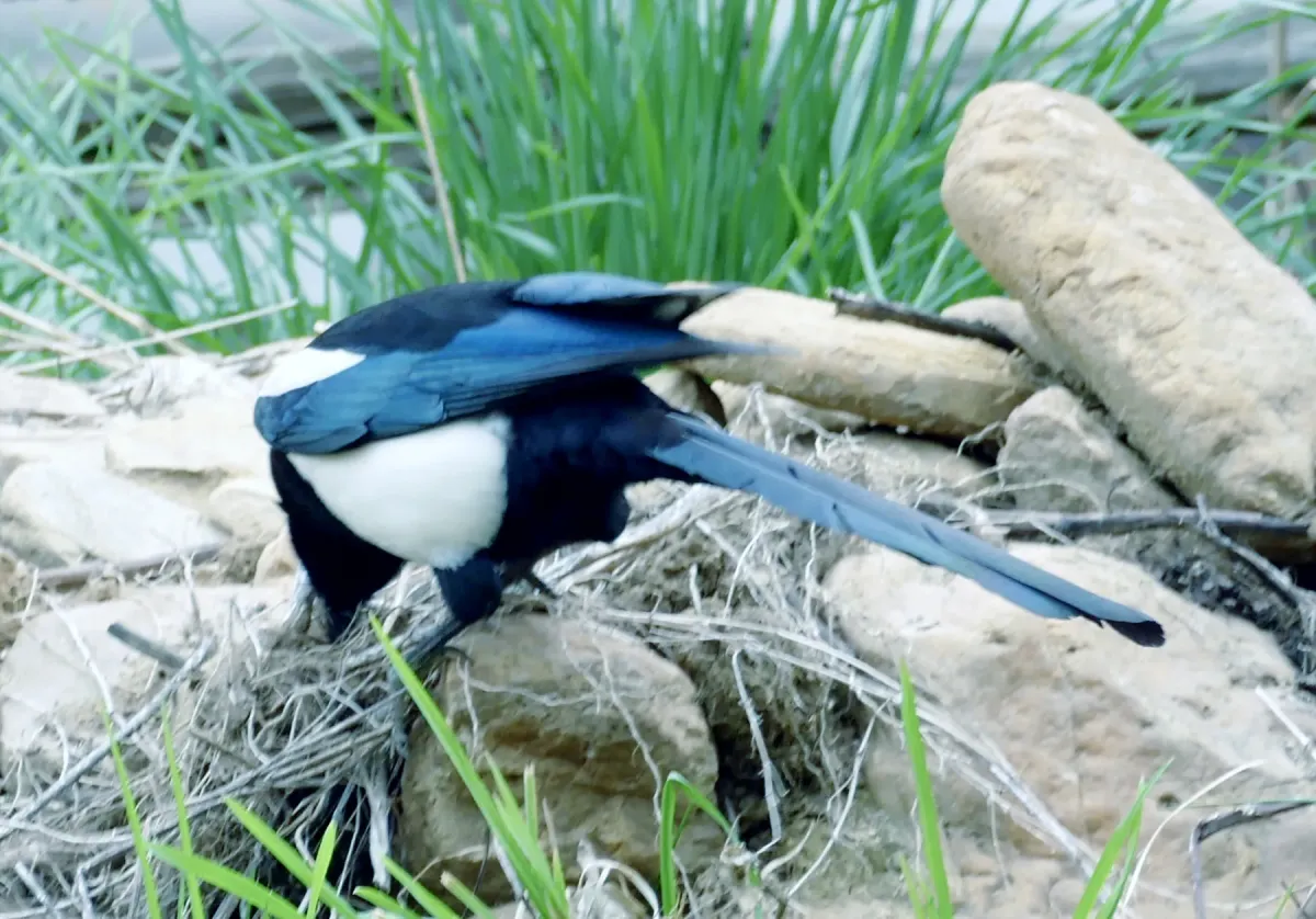 File:Black-rumped Magpie (Pica bottanensis), Bumthang, Bhutan 02.jpg