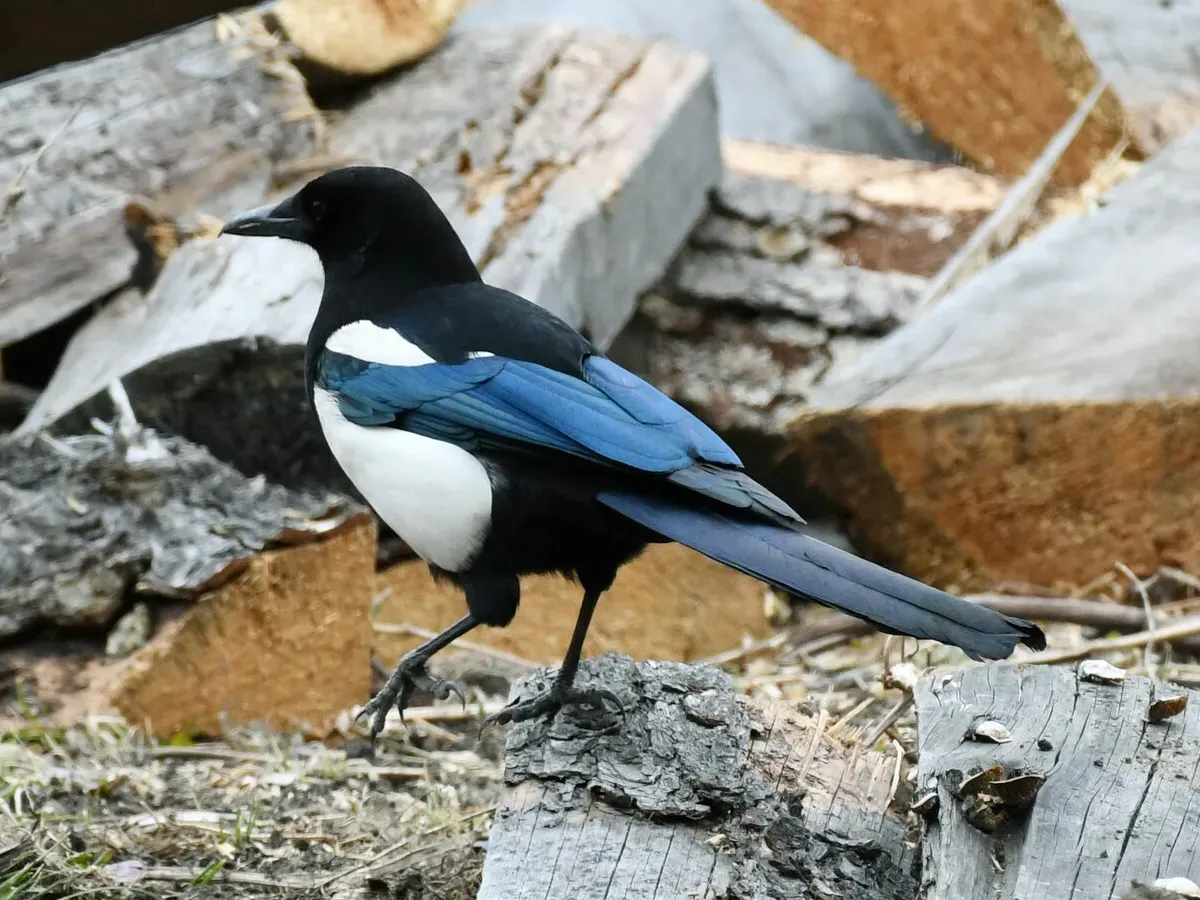 File:Black-rumped Magpie (Pica bottanensis), Bumthang, Bhutan 03.jpg