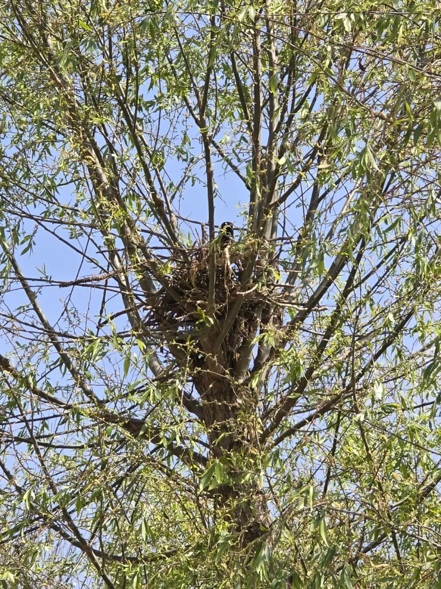 File:Black-rumped Magpie (Pica bottanensis), Bumthang, Bhutan 05.jpg