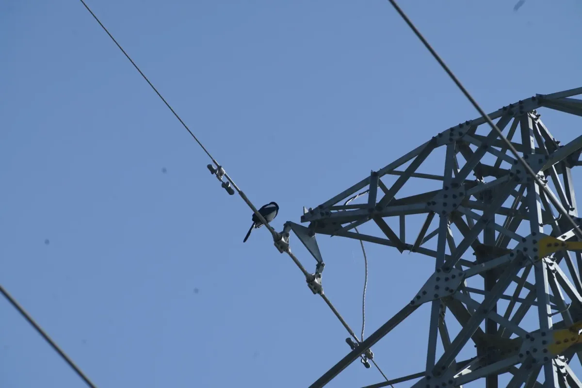 File:Black-rumped Magpie (Pica bottanensis), Lhasa, Tibet 2.jpg