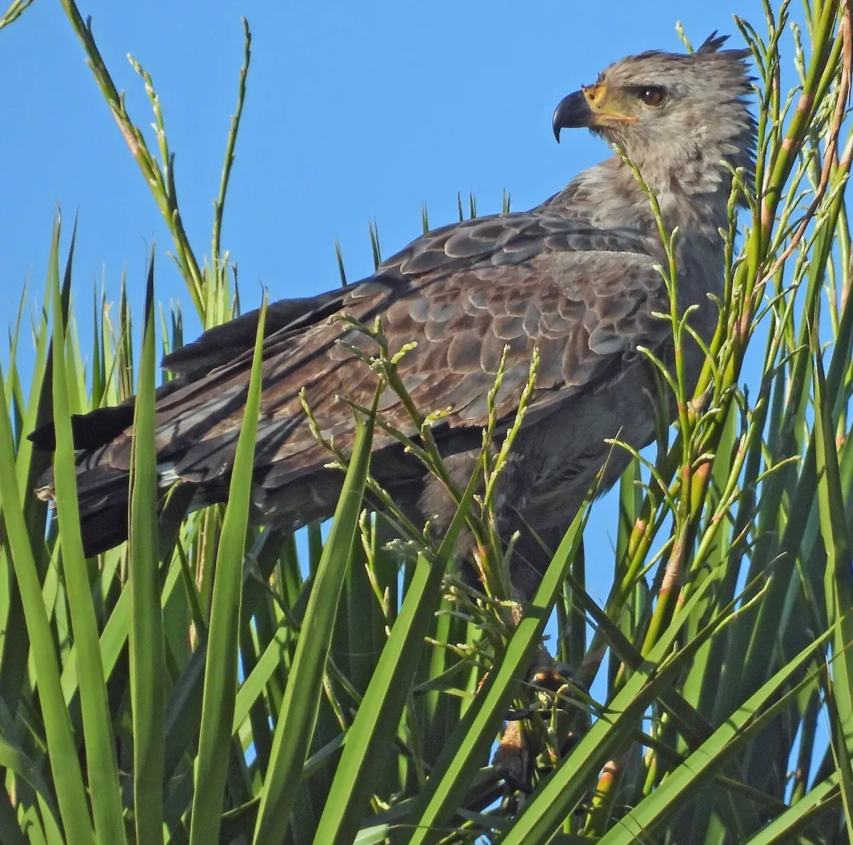 File:Buteogallus coronatus, Formosa, Argentina 1.jpg