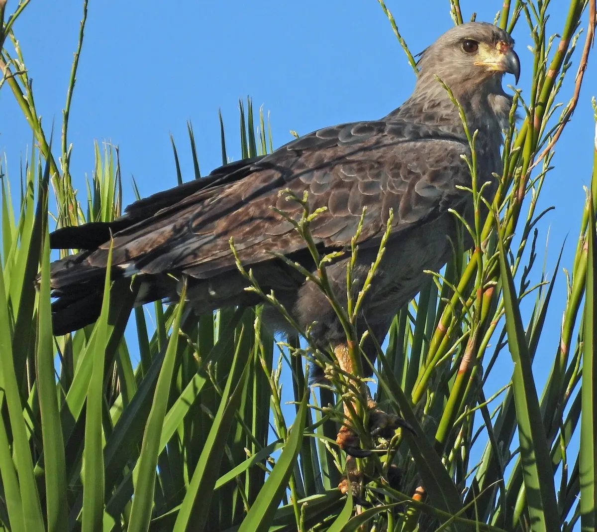 File:Buteogallus coronatus, Formosa, Argentina 2.jpg