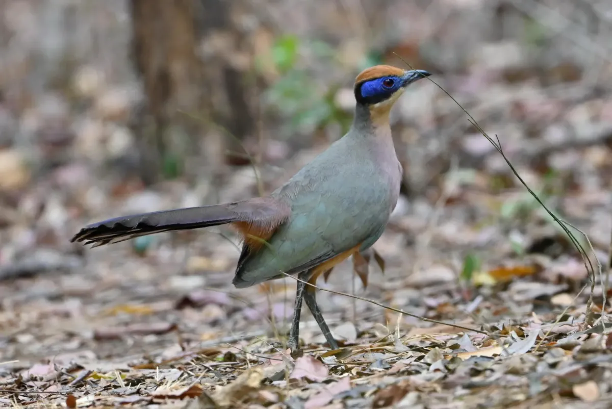 File:Coua ruficeps - Лариса Артемьева - 452212704.jpeg