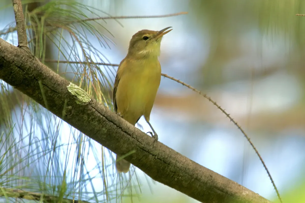 File:Nauru Reed Warbler (Acrocephalus rehsei).jpg
