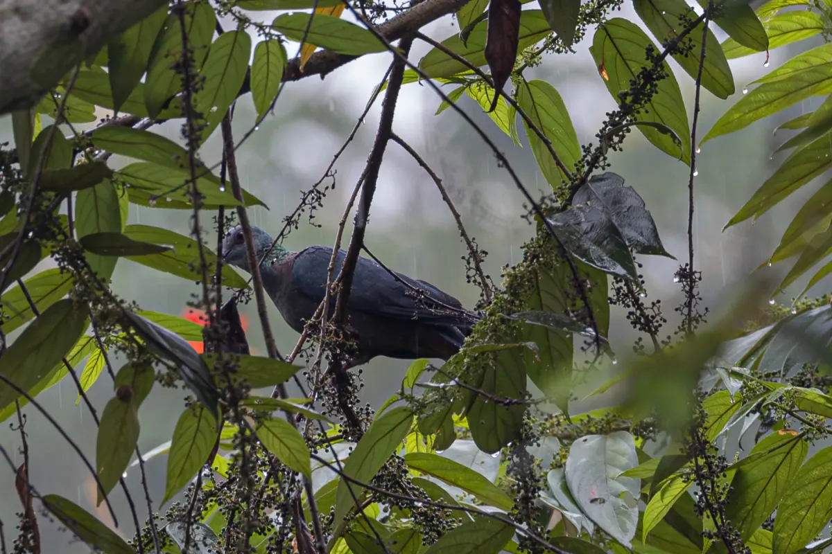 File:Columba iriditorques - Rafael Würtemberger - 394131711.jpeg