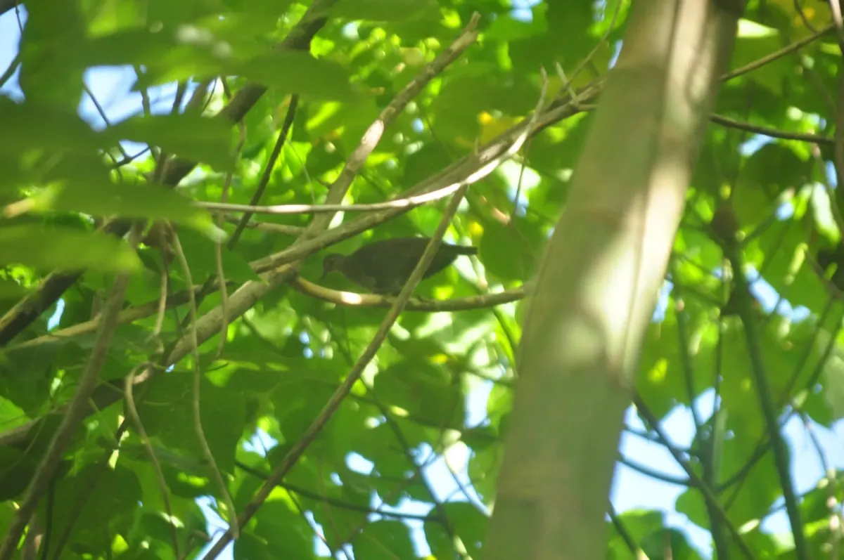 File:Pampusana stairi - Ben Hayden - 28128184.jpeg