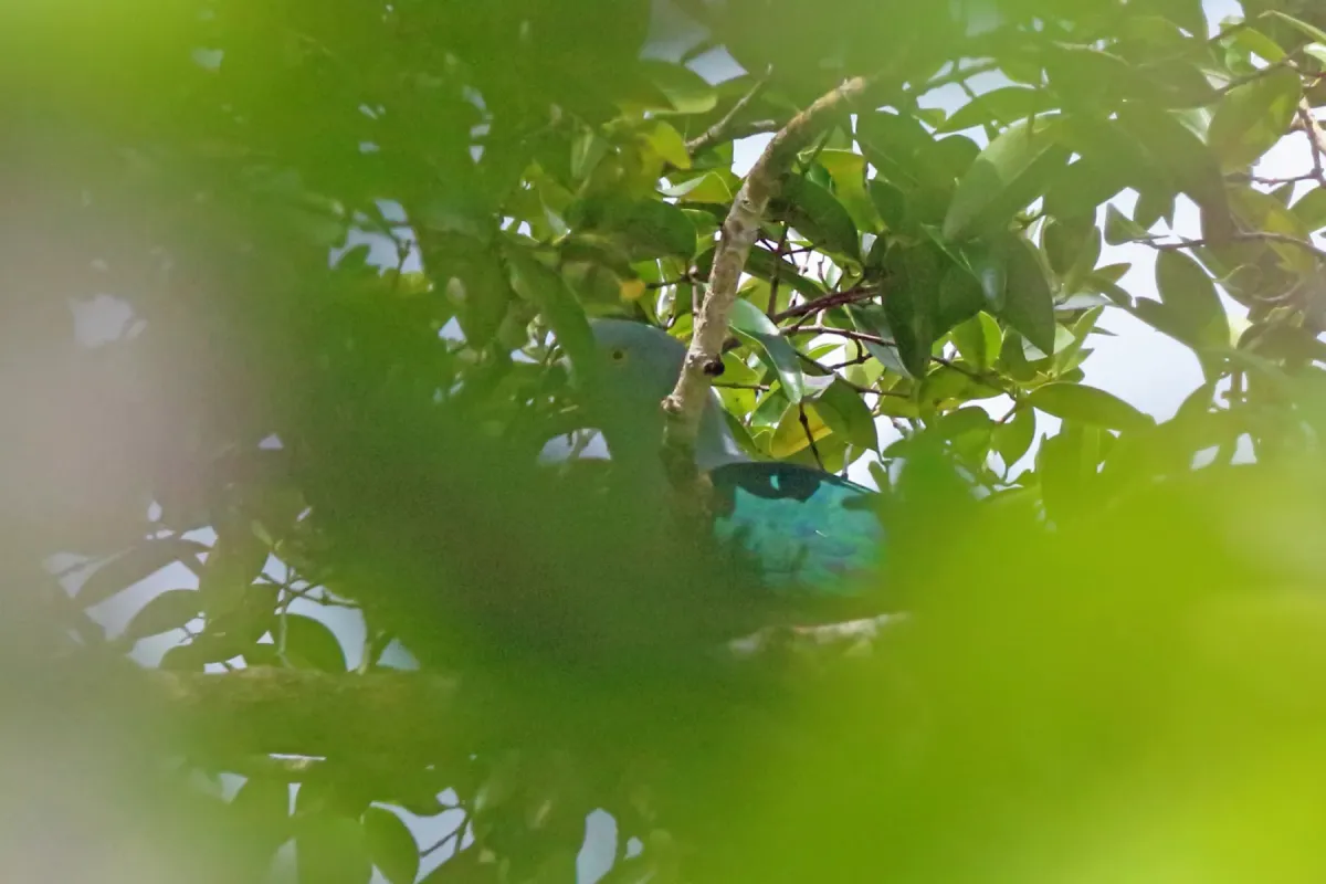 File:Ducula geelvinkiana - Nigel Voaden - 3048074.jpeg