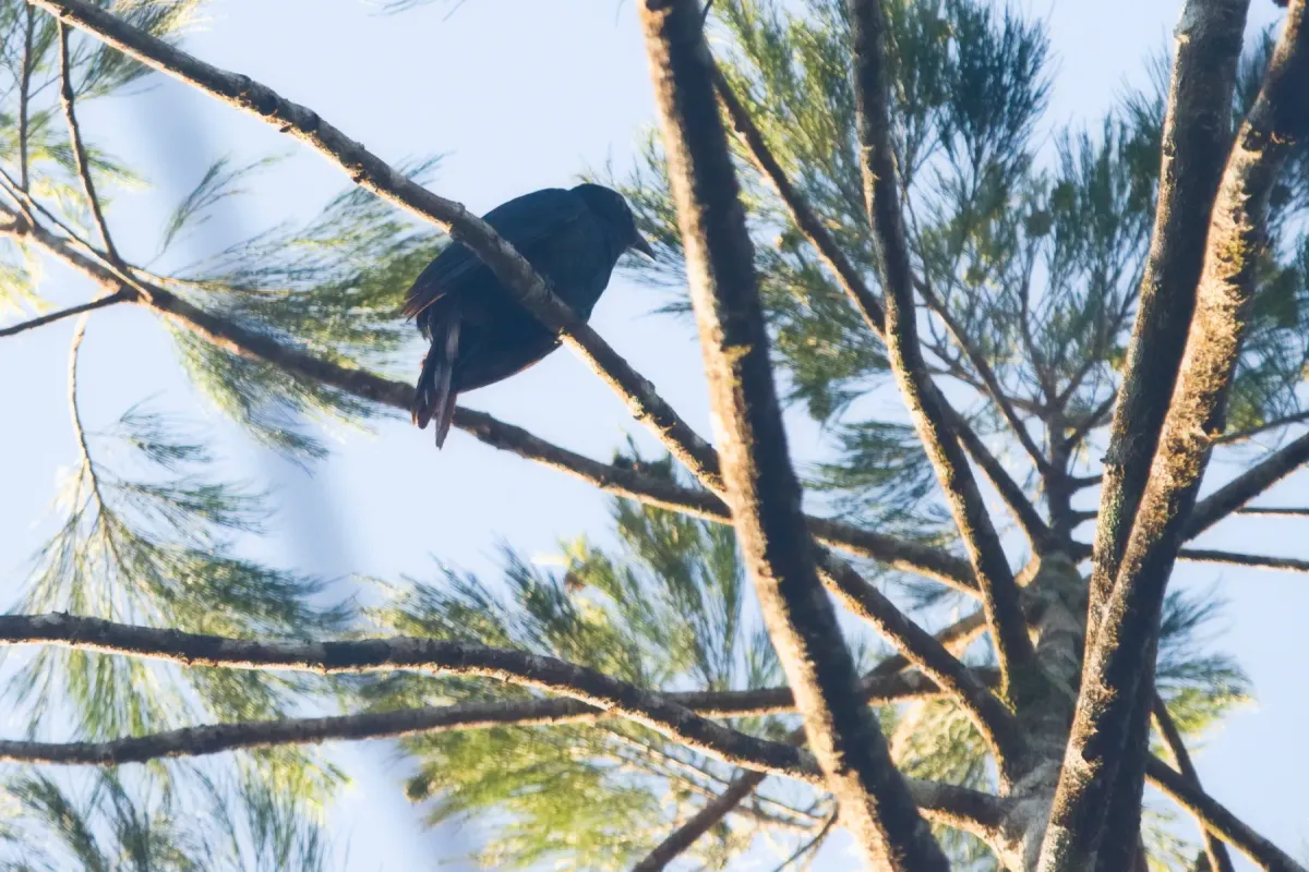 File:Caliechthrus leucolophus - Lisa James - 337054785.jpeg