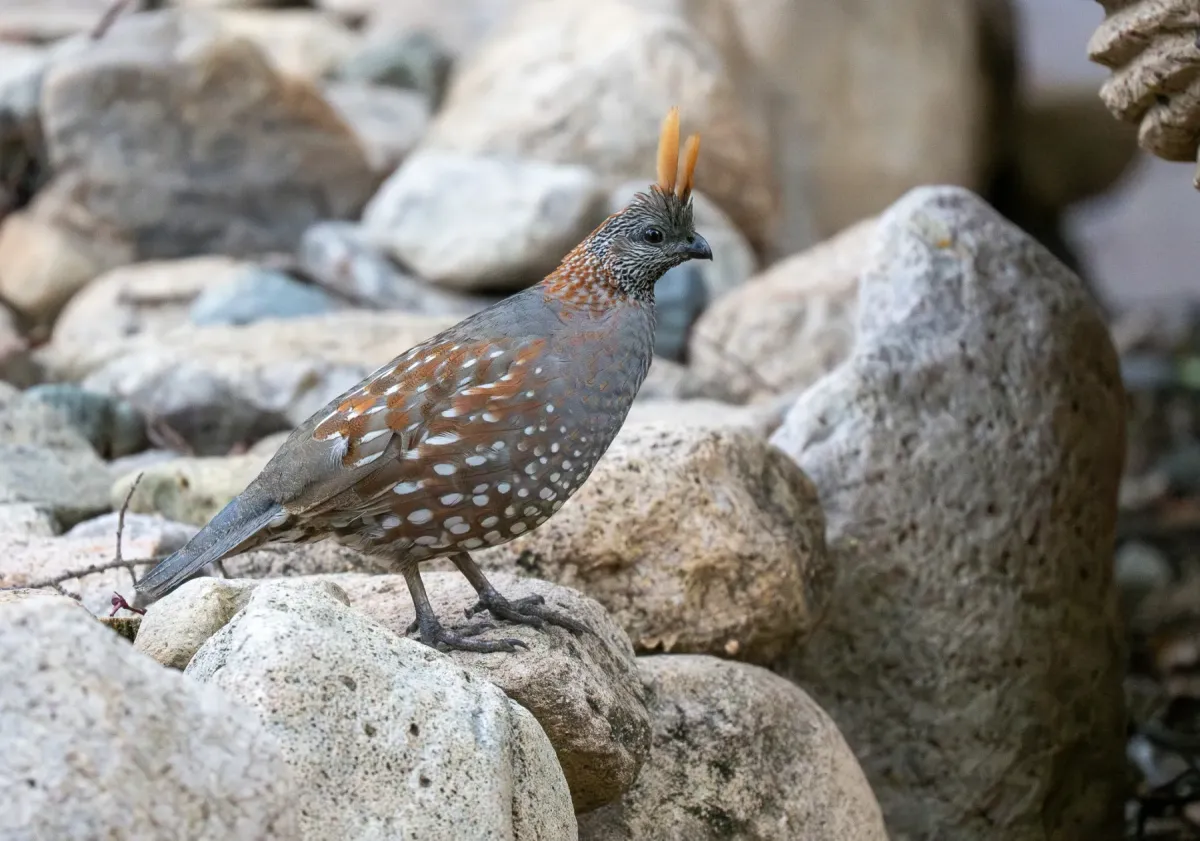 File:Callipepla douglasii - Forest Botial-Jarvis - 329182906.jpeg