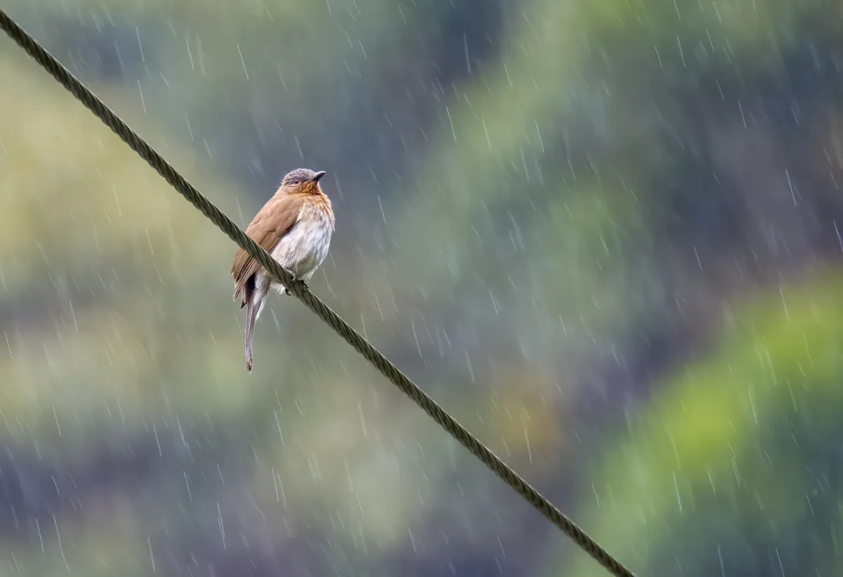 File:Hypsipetes philippinus - Forest Botial-Jarvis - 261837323.jpeg