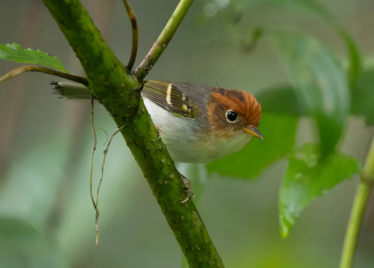 File:Phylloscopus grammiceps grammiceps - Forest Botial-Jarvis - 413011886.jpeg