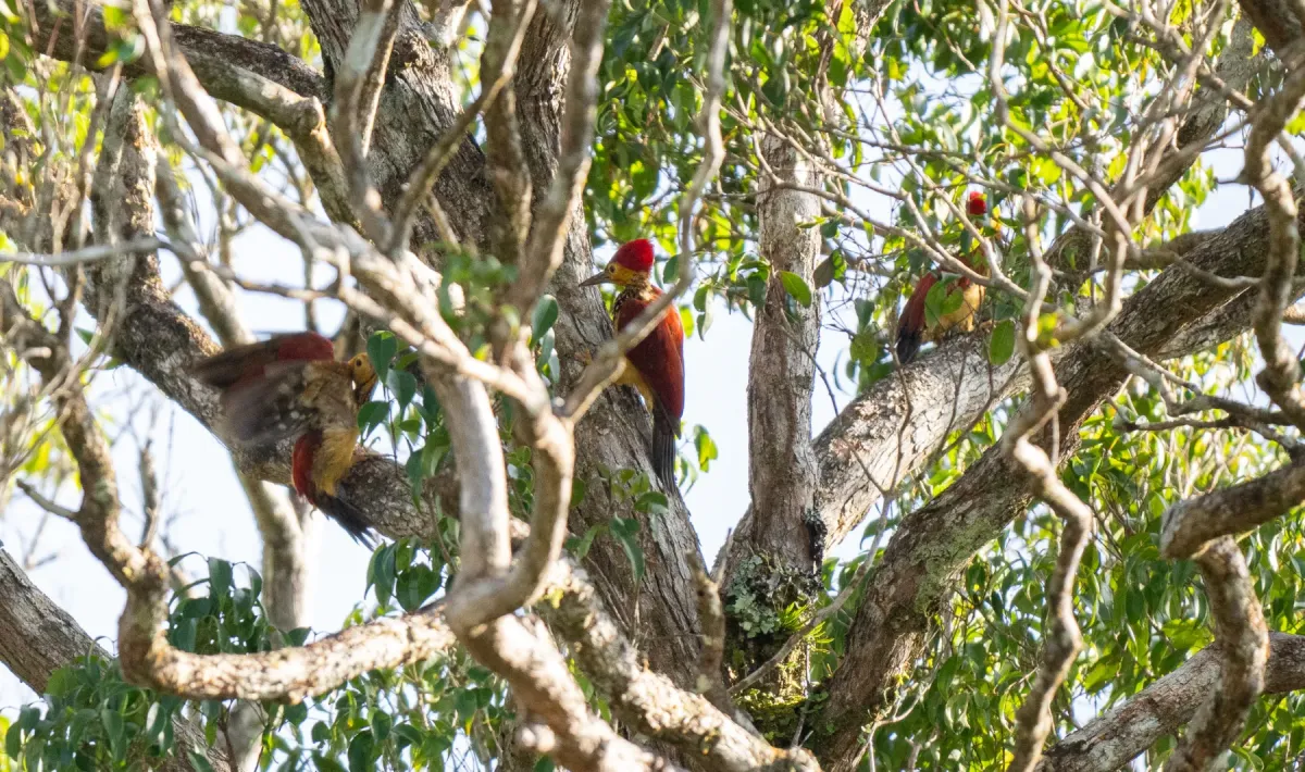 File:Chrysocolaptes xanthocephalus - Forest Botial-Jarvis - 316278138.jpeg
