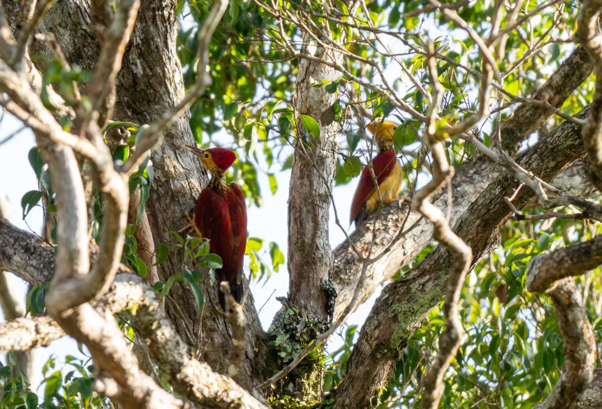 File:Chrysocolaptes xanthocephalus - Forest Botial-Jarvis - 316278152.jpeg