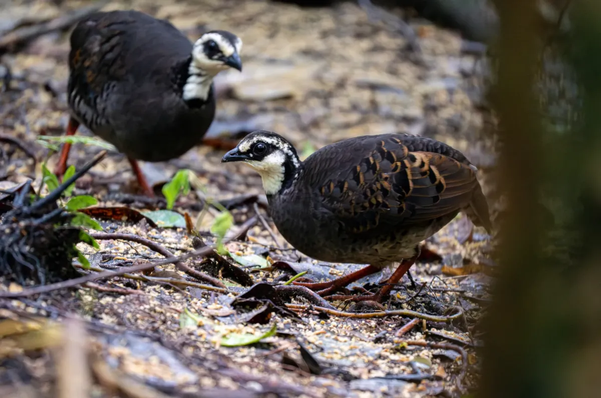 File:Arborophila orientalis - Forest Botial-Jarvis - 288323323.jpeg