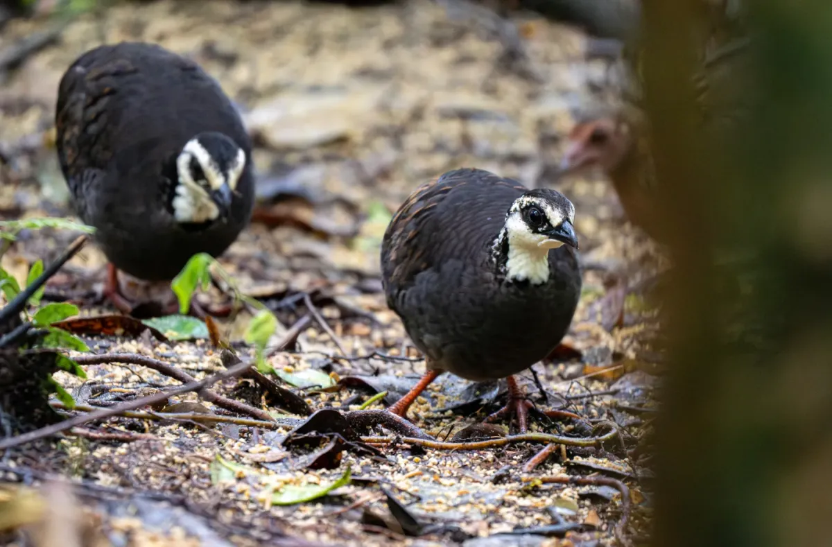 File:Arborophila orientalis - Forest Botial-Jarvis - 288323368.jpeg