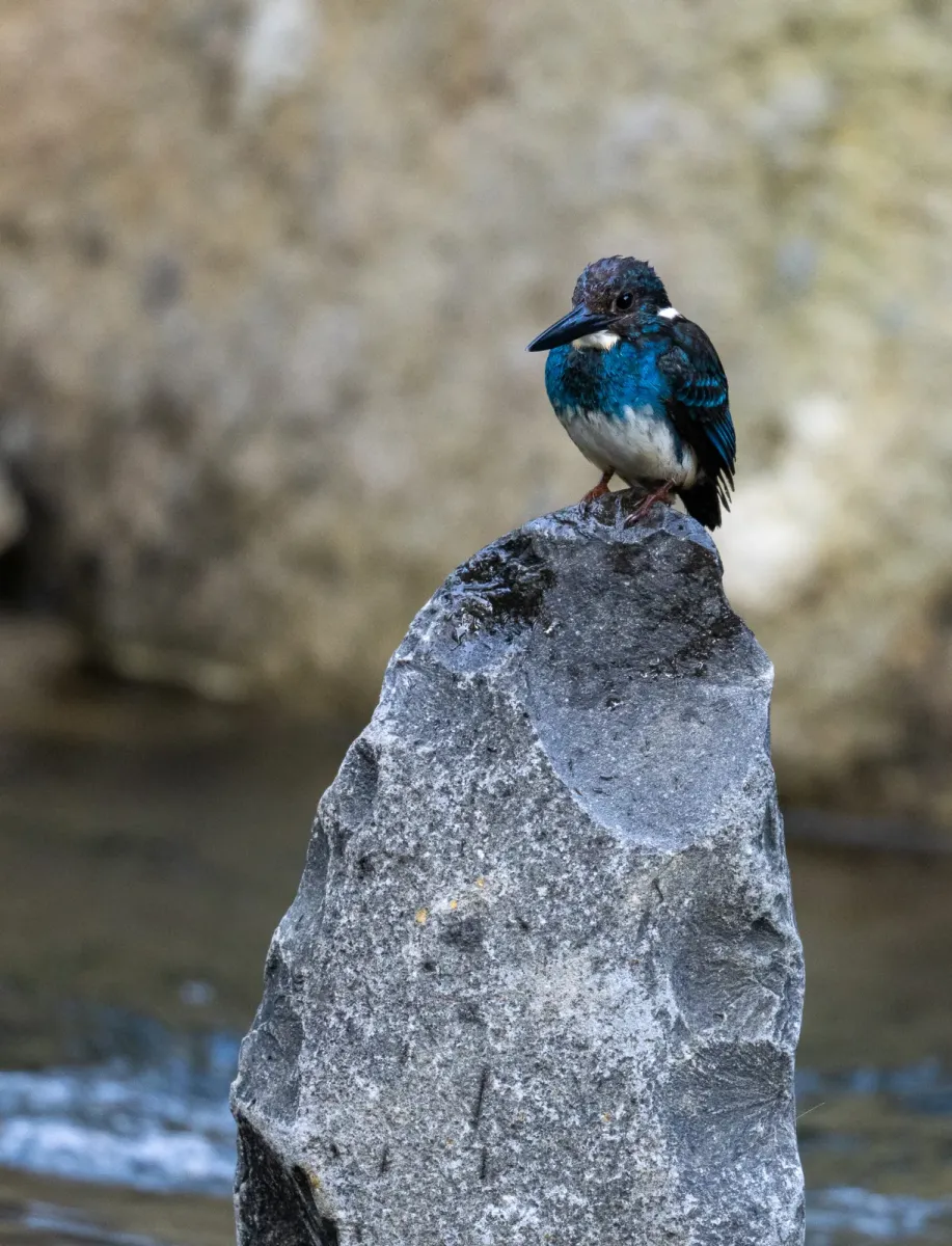 File:Alcedo euryzona - Forest Botial-Jarvis - 309997057.jpeg