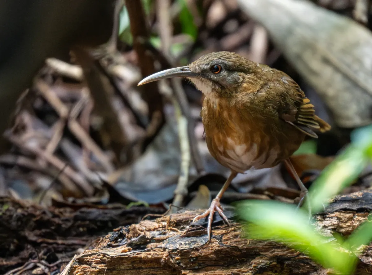 File:Napothera danjoui - Forest Botial-Jarvis - 385764602.jpeg