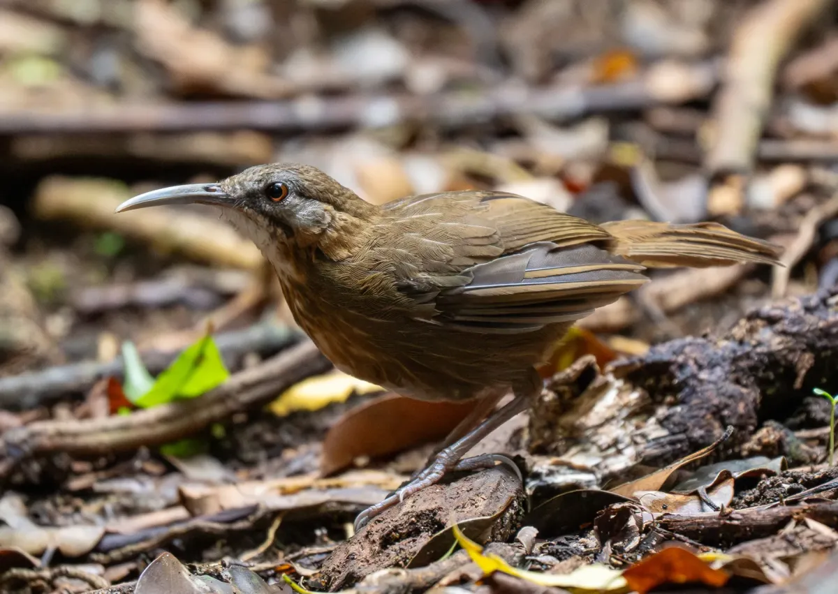 File:Napothera danjoui - Forest Botial-Jarvis - 385764619.jpeg