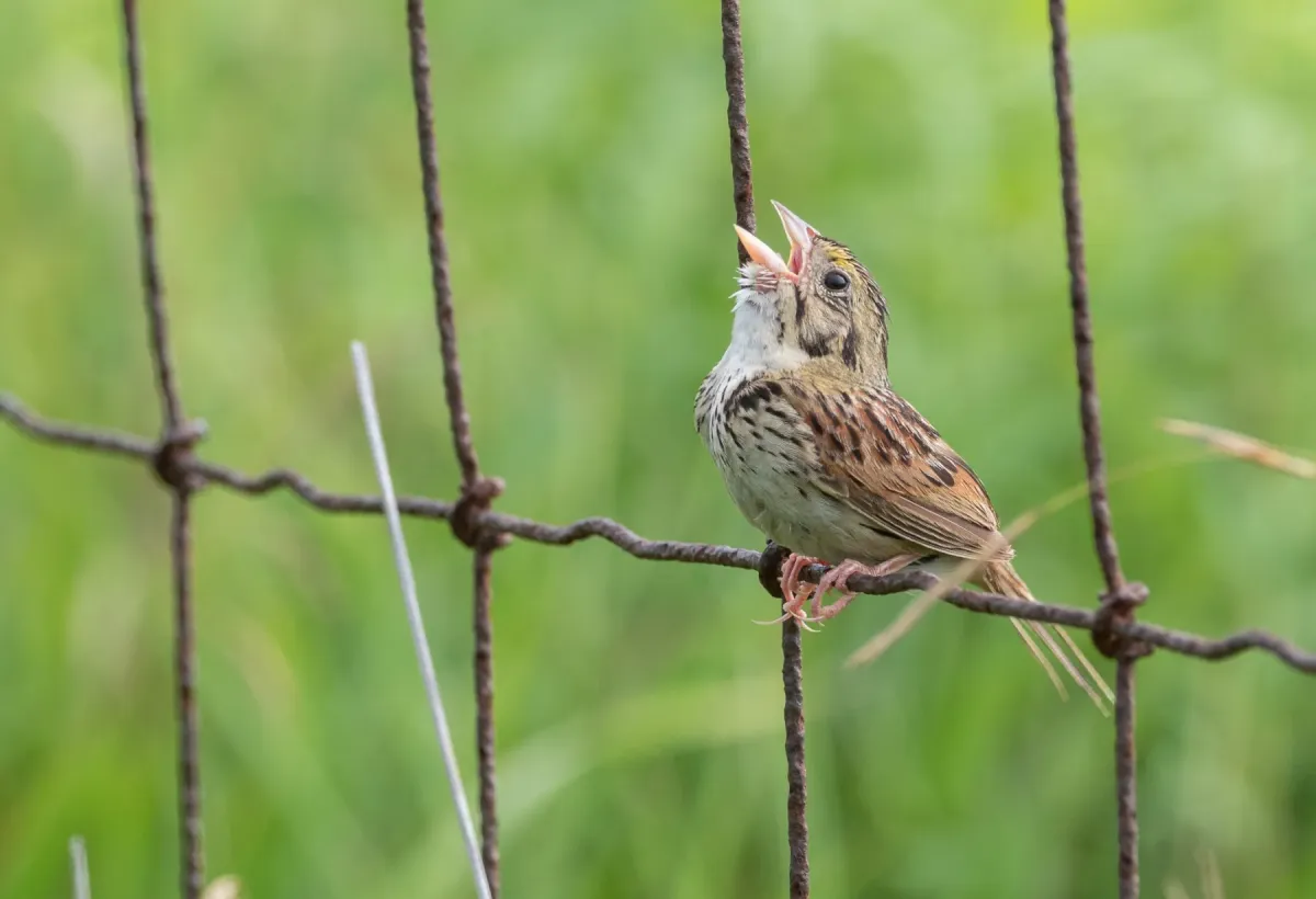 File:Centronyx henslowii - Forest Botial-Jarvis - 144479305.jpeg