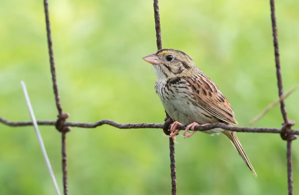 File:Centronyx henslowii - Forest Botial-Jarvis - 144479408.jpeg