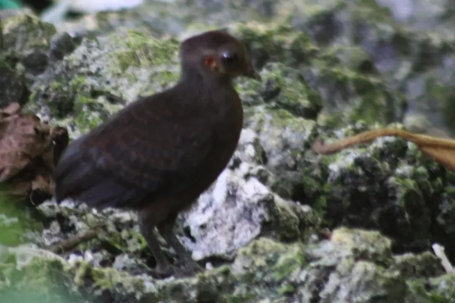 File:Megapodius decollatus - Rémi Bigonneau - 240031438.jpeg