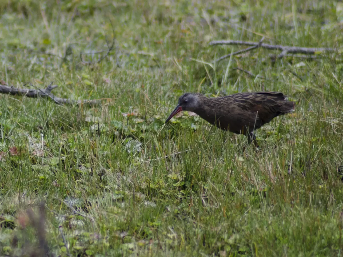File:Rallus aequatorialis aequatorialis - sandy-espinozaf - 49602138.jpeg