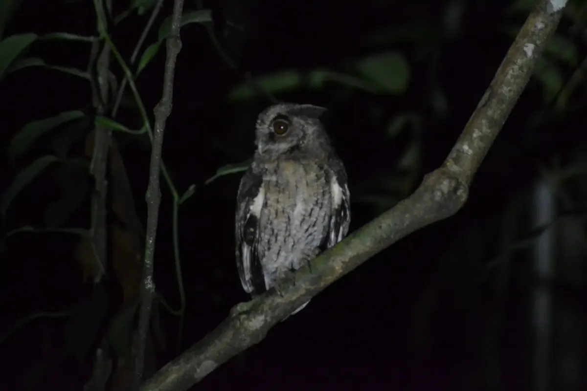 File:Megascops watsonii 230481371.jpg