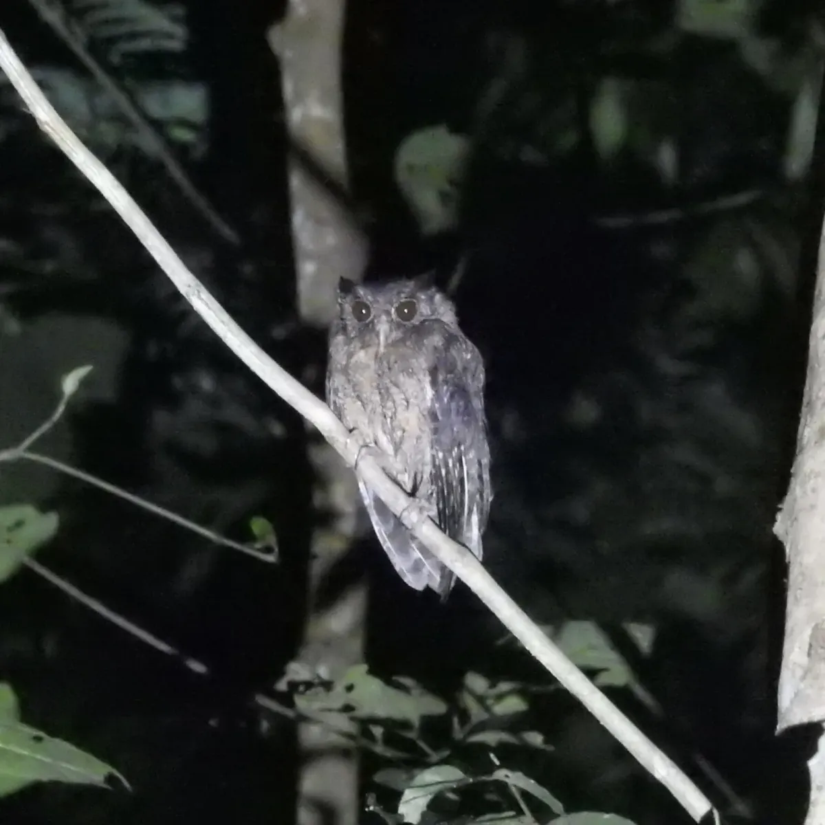 File:Megascops watsonii 524709809.jpg