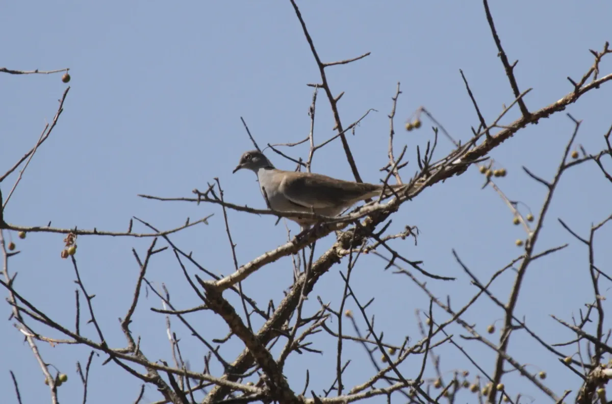 File:Streptopelia reichenowi - Mikael Bauer - 28301489.jpeg