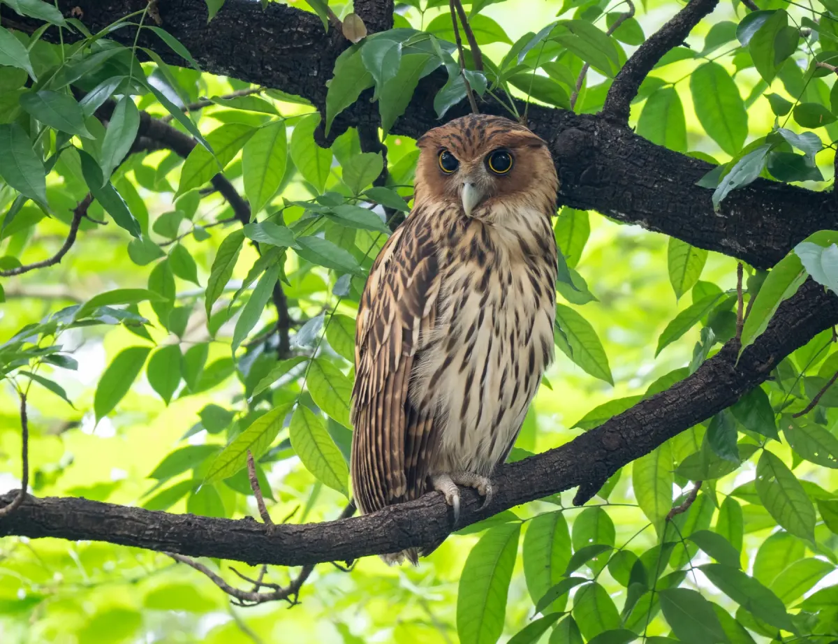 File:Ketupa philippensis - Forest Botial-Jarvis - 606729847.jpeg