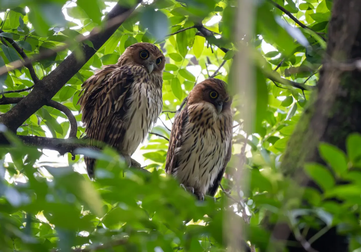 File:Ketupa philippensis - Forest Botial-Jarvis - 606729883.jpeg