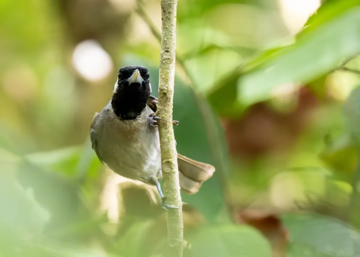 File:Clytorhynchus nigrogularis - Forest Botial-Jarvis - 341734622.jpeg