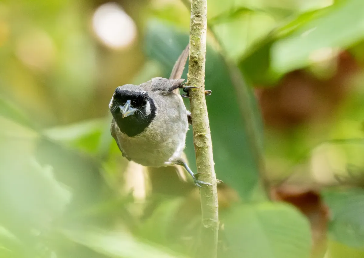 File:Clytorhynchus nigrogularis - Forest Botial-Jarvis - 341734634.jpeg