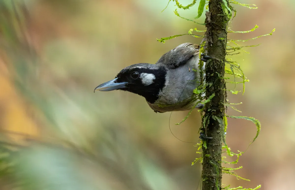 File:Clytorhynchus nigrogularis - Forest Botial-Jarvis - 341734653.jpeg