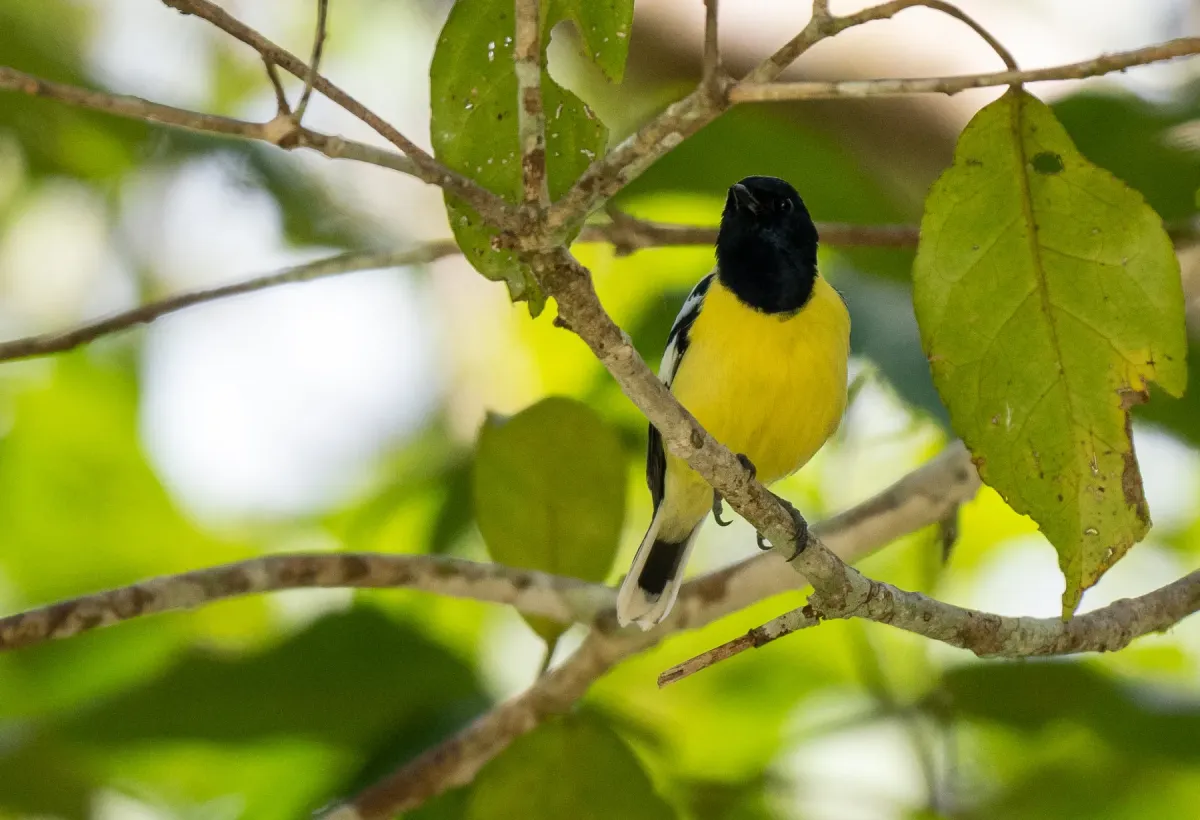 File:Periparus amabilis - Forest Botial-Jarvis - 276470859.jpeg