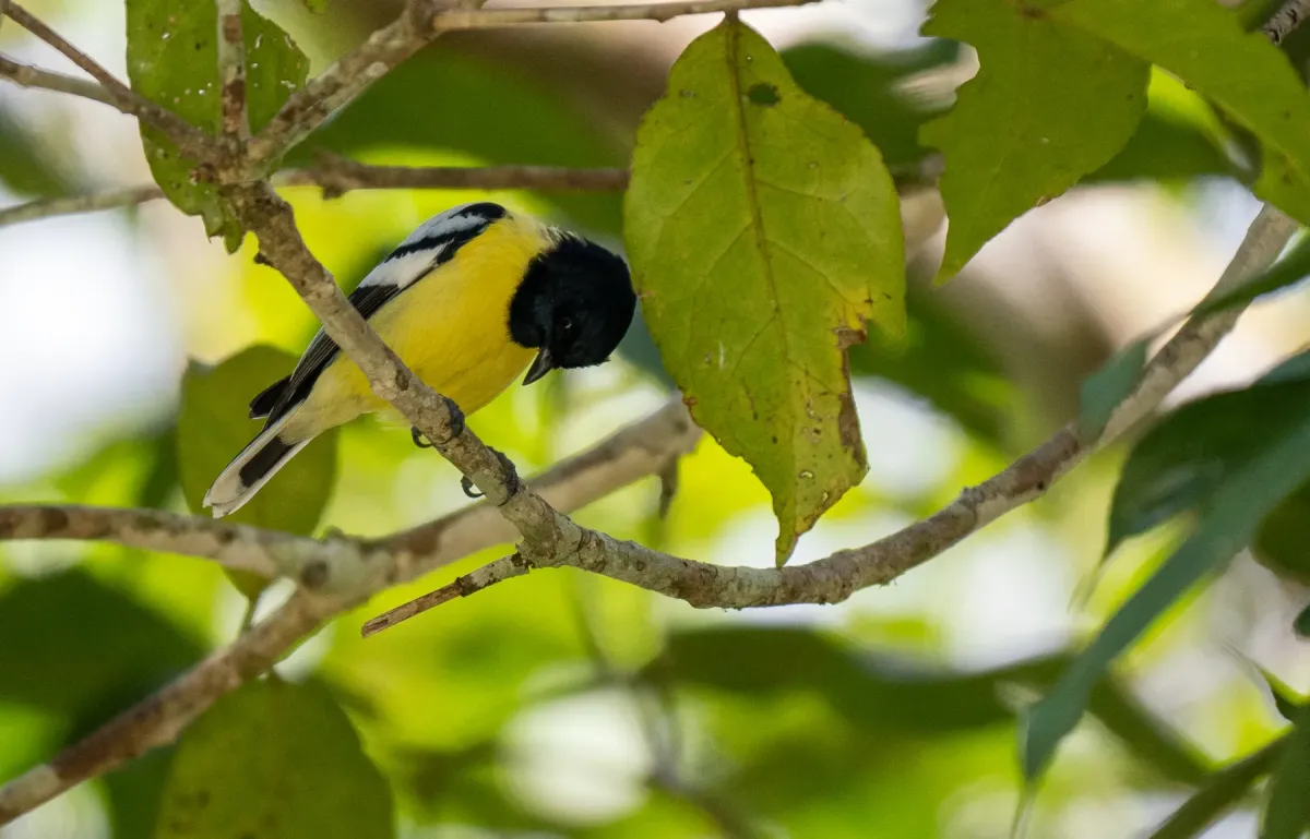 File:Periparus amabilis - Forest Botial-Jarvis - 276470918.jpeg