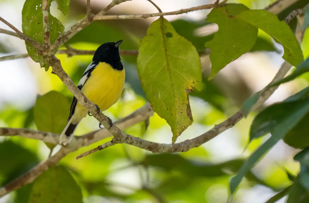 File:Periparus amabilis - Forest Botial-Jarvis - 276470981.jpeg