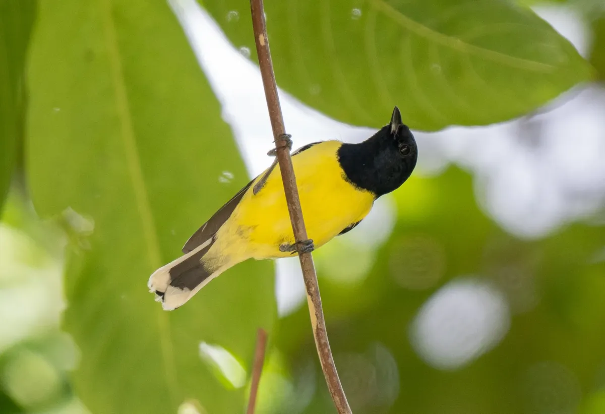 File:Periparus amabilis - Forest Botial-Jarvis - 276471028.jpeg