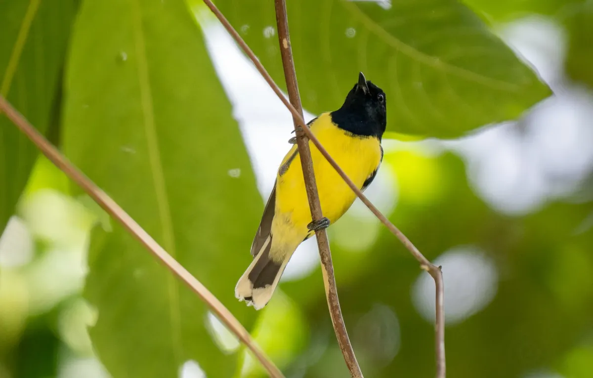 File:Periparus amabilis - Forest Botial-Jarvis - 276471072.jpeg