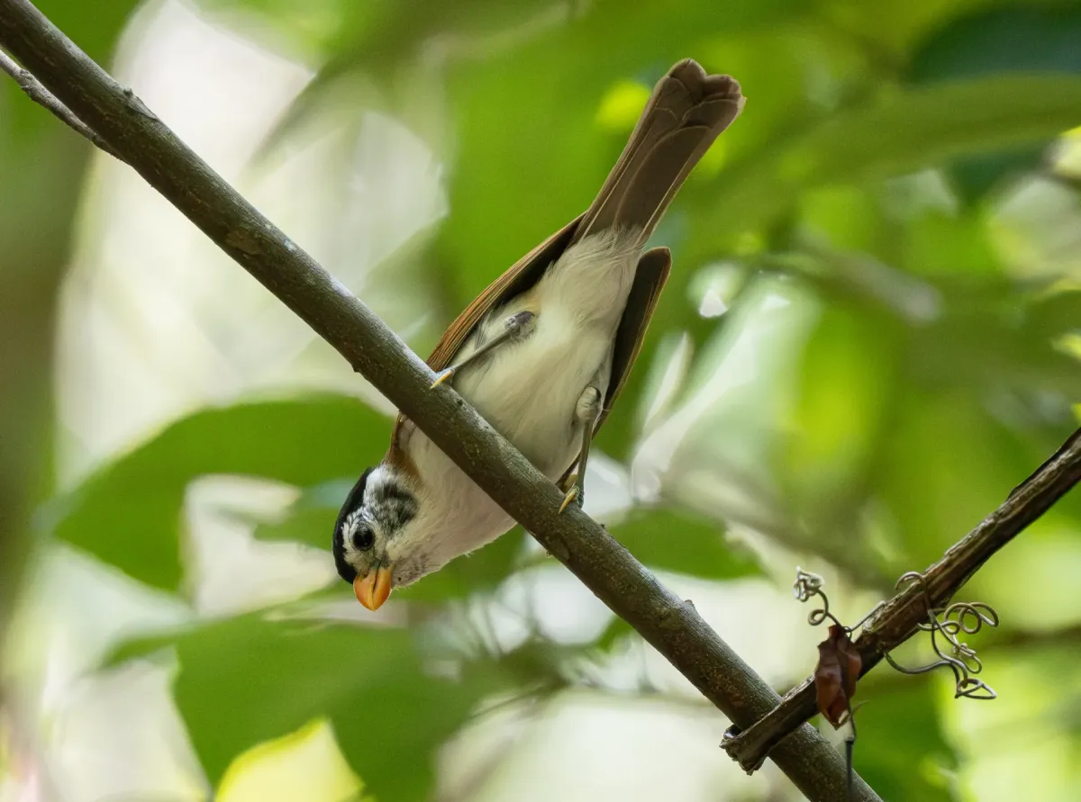File:Paradoxornis margaritae - Forest Botial-Jarvis - 385766359.jpeg
