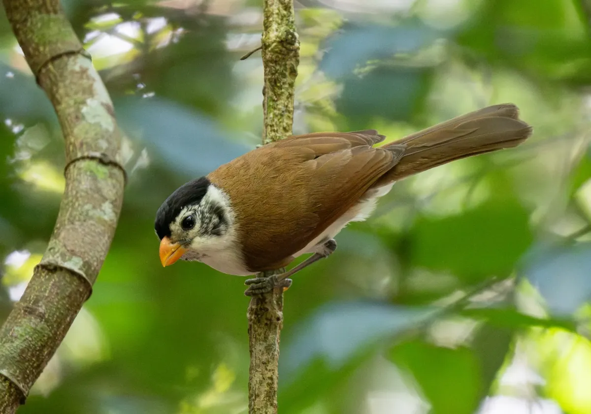 File:Paradoxornis margaritae - Forest Botial-Jarvis - 385766394.jpeg
