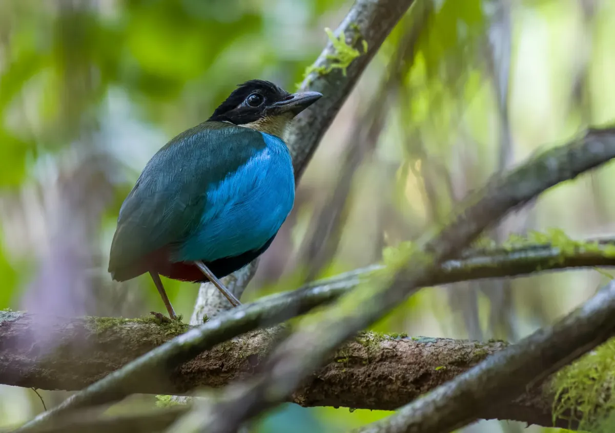 File:Pitta steerii - Forest Botial-Jarvis - 263836931.jpeg