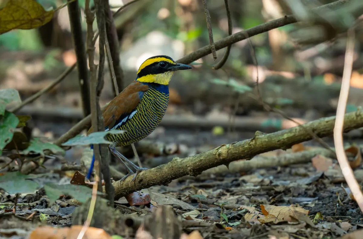 File:Hydrornis guajanus - Forest Botial-Jarvis - 279212750.jpeg