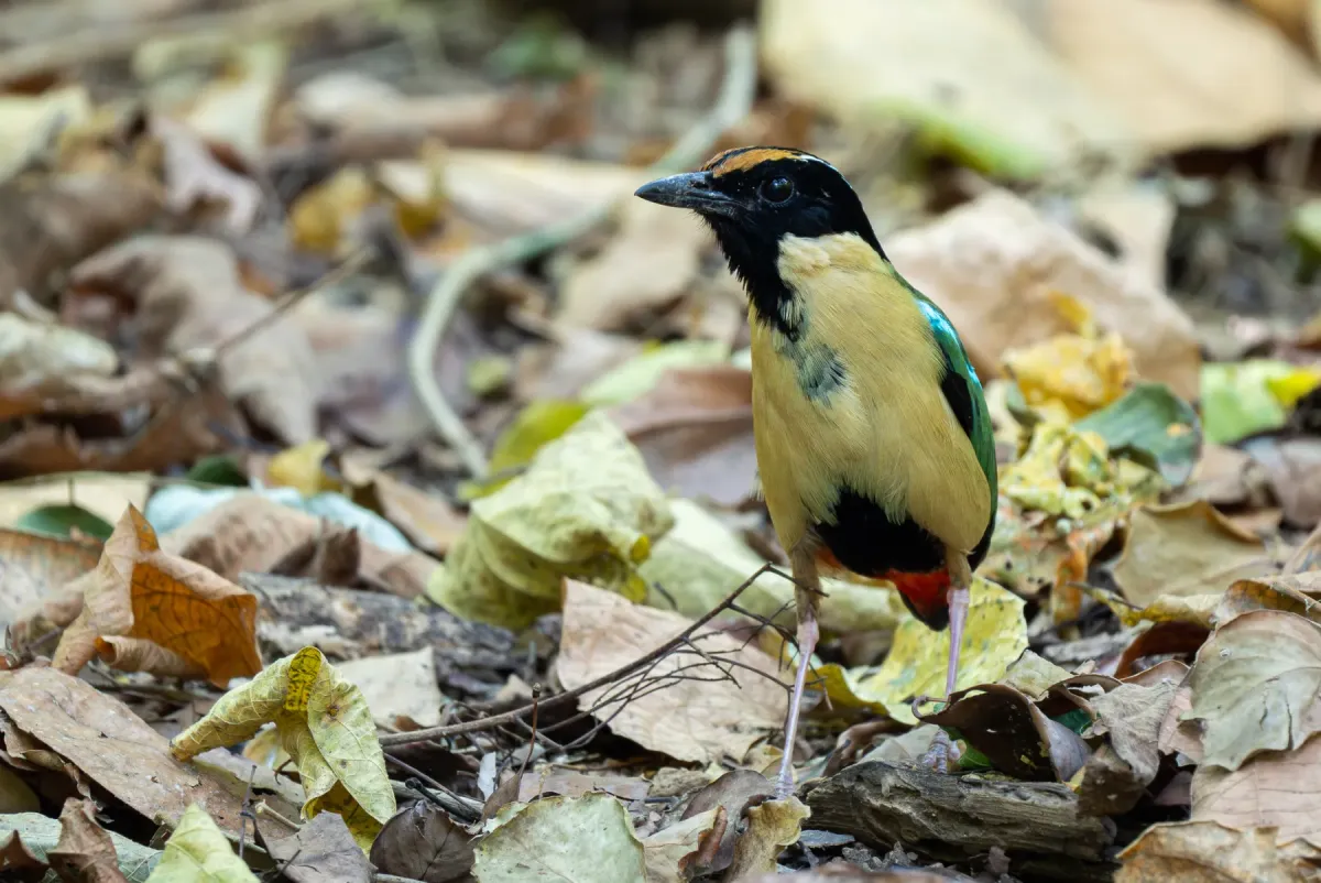 File:Pitta concinna - Forest Botial-Jarvis - 331091446.jpeg
