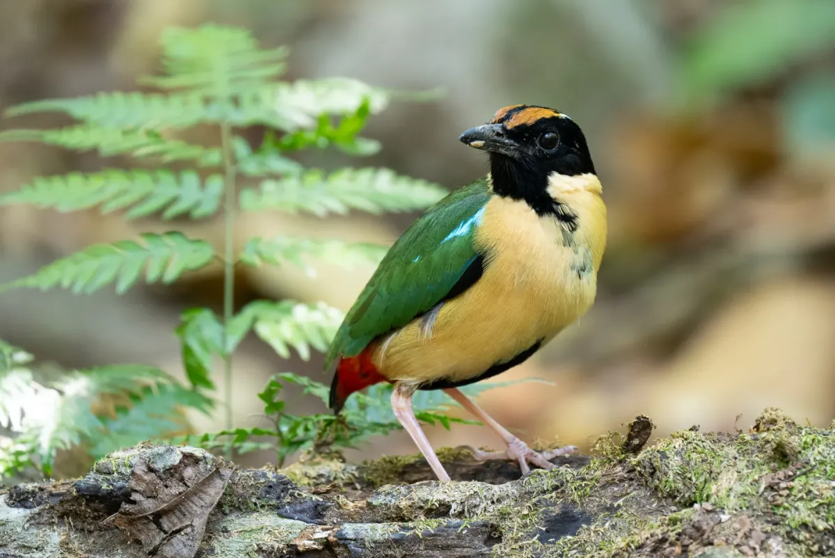 File:Pitta concinna - Forest Botial-Jarvis - 331091474.jpeg